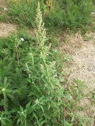 Attēlu rezultāti vaicājumam “Atriplex patula”