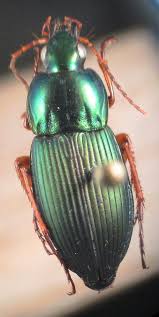 Attēlu rezultāti vaicājumam “Poecilus lepidus”