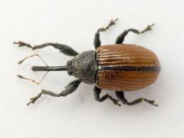 Attēlu rezultāti vaicājumam “Anthonomus phyllocola”