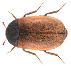 Attēlu rezultāti vaicājumam “Attagenus smirnovi”