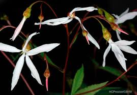 Attēlu rezultāti vaicājumam “Gillenia trifoliata flower”