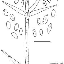 Attēlu rezultāti vaicājumam “Ophiostoma polyporicola”