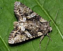 Attēlu rezultāti vaicājumam “Lacanobia contigua”