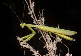 Attēlu rezultāti vaicājumam “Mantis religiosa”