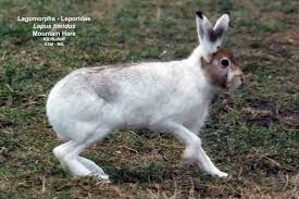 Attēlu rezultāti vaicājumam “Lepus timidus”