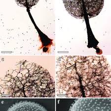 Attēlu rezultāti vaicājumam “Comatricha elegans stalked”