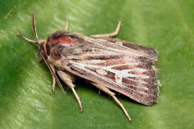 Attēlu rezultāti vaicājumam “Cerapteryx graminis”