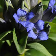 Attēlu rezultāti vaicājumam “Gentiana cruciata flower”