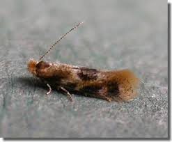 Attēlu rezultāti vaicājumam “Bucculatrix rhamniella”