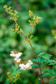 Attēlu rezultāti vaicājumam “Atriplex patula leaf”