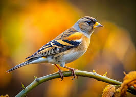 Attēlu rezultāti vaicājumam “Fringilla montifringilla”
