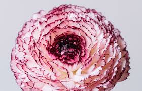 Attēlu rezultāti vaicājumam “Ranunculus mendax flower”
