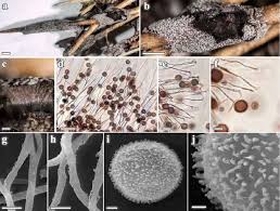 Attēlu rezultāti vaicājumam “Lignydium muscorum spores”