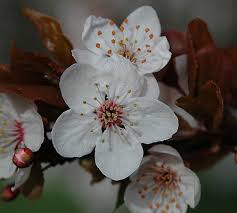 Attēlu rezultāti vaicājumam “Prunus cerasifera var. divaricata flower”