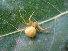 Image result for crab spider