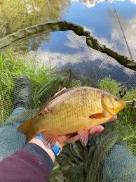 Image result for Cobham Court Angling Club
