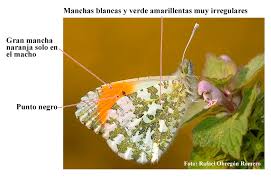 Attēlu rezultāti vaicājumam “Anthocharis cardamines underside”