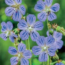 Image result for Geranium pratense