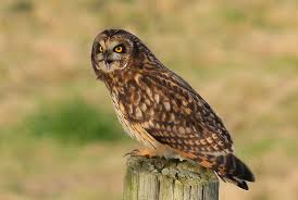 Attēlu rezultāti vaicājumam “Asio flammeus”