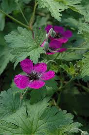 Attēlu rezultāti vaicājumam “Geranium sanguineum leaf”