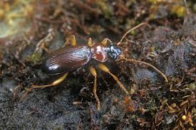 Attēlu rezultāti vaicājumam “Leistus ferrugineus”