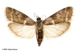 Attēlu rezultāti vaicājumam “Apomyelois bistriatella”