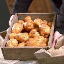 Attēlu rezultāti vaicājumam “Solanum tuberosum”