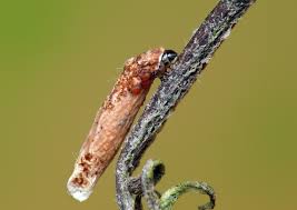 Attēlu rezultāti vaicājumam “Coleophora alticolella”