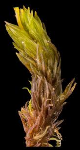Attēlu rezultāti vaicājumam “Polytrichastrum pallidisetum macro”