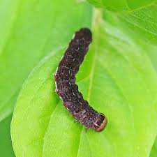 Attēlu rezultāti vaicājumam “Carterocephalus silvicolus female”