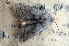 Attēlu rezultāti vaicājumam “Orthosia opima”