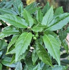 Attēlu rezultāti vaicājumam “Euura acutifoliae”