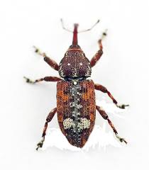 Attēlu rezultāti vaicājumam “Pissodes castaneus”