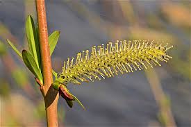 Attēlu rezultāti vaicājumam “Salix purpurea leaf”