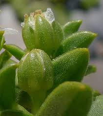 Attēlu rezultāti vaicājumam “Honckenya peploides flower”