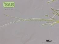 Attēlu rezultāti vaicājumam “Trentepohlia sp.”