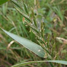 Attēlu rezultāti vaicājumam “Elytrigia repens leaf”