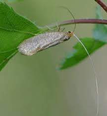 Attēlu rezultāti vaicājumam “Nematopogon sp.”