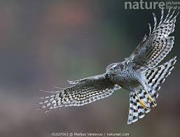 Attēlu rezultāti vaicājumam “Accipiter nisus”