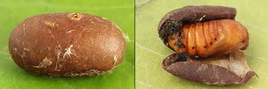 Attēlu rezultāti vaicājumam “Eriogaster lanestris larva”