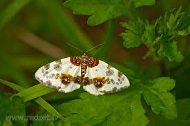 Attēlu rezultāti vaicājumam “Abraxas sylvata imago”