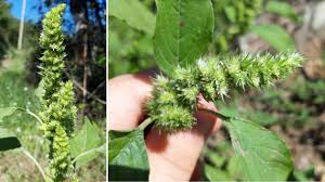 Attēlu rezultāti vaicājumam “Amaranthus retroflexus”