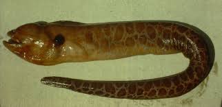 Attēlu rezultāti vaicājumam “Reticularia jurana macro”