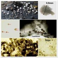 Attēlu rezultāti vaicājumam “Physarum leucophaeum spores”