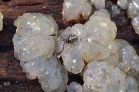 Attēlu rezultāti vaicājumam “Myxarium nucleatum”