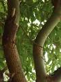 <b>CINNAMOMUM ZEYLANICUM</b>