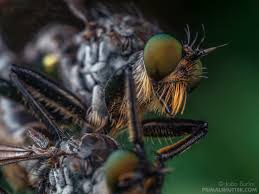 Attēlu rezultāti vaicājumam “Licea pygmaea macro”