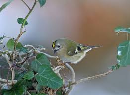 Attēlu rezultāti vaicājumam “Regulus regulus adult”