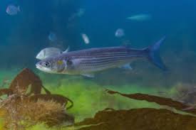 Image result for Chelon ramada