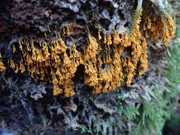 Attēlu rezultāti vaicājumam “Badhamia dubia macro”